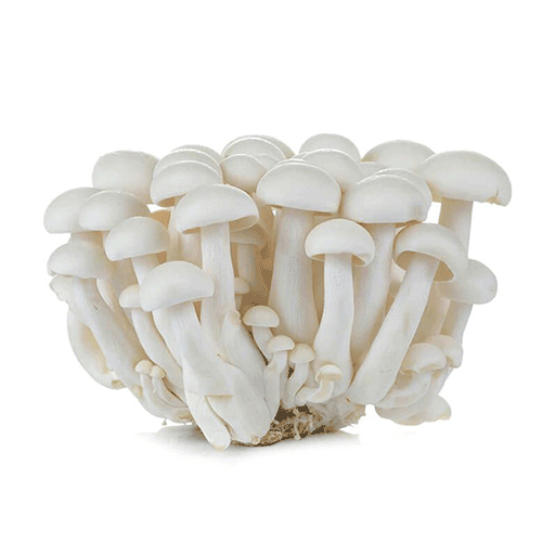 White Mushroom Shimji -Netherlands -150 g Packet