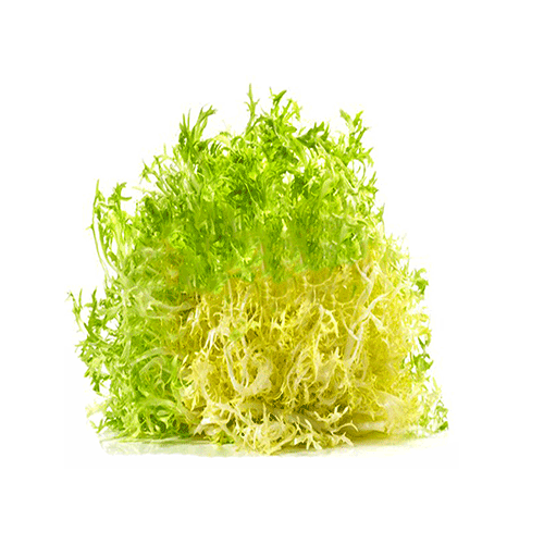 Yellow Freeze Lettuce - Spain 300 g Packet
