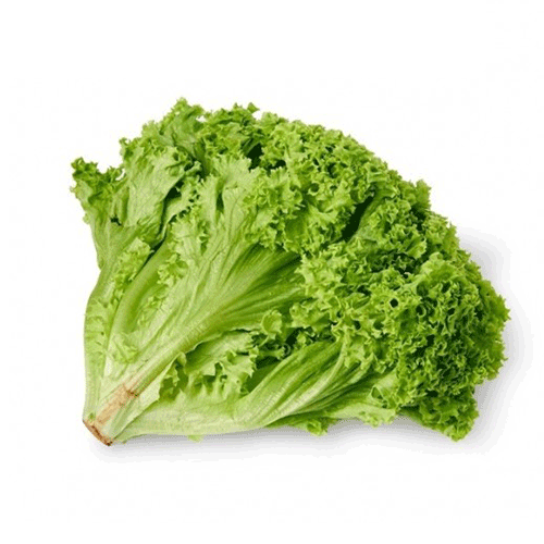 Lettuce Lollo Biando - Holland - PCS