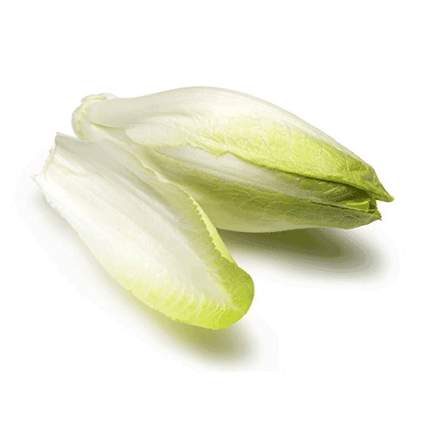 White endive lettuce -plate 500g - Netherlands